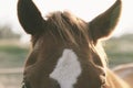 Brown horse forelock