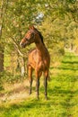 A brown horse on a forest trail in the autumn evening sun Royalty Free Stock Photo