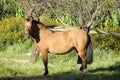 Brown horse in forest