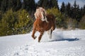 Brown horse free on the snow