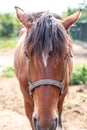 Brown horse in full face. Horse portrait. Farm animals