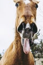 Brown horse with a funny head Royalty Free Stock Photo