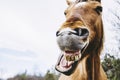 Brown horse with a funny head - Laughing horse Royalty Free Stock Photo