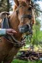 Brown horse