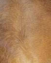 Brown horse fur background Royalty Free Stock Photo