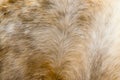 Brown horse fur background Royalty Free Stock Photo