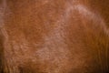 Brown horse fur background Royalty Free Stock Photo