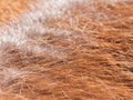 Brown horse fur background closeup hires Royalty Free Stock Photo