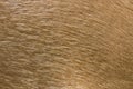 Brown horse fur background. Royalty Free Stock Photo