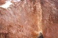 Brown horse fur texture nature for background Royalty Free Stock Photo