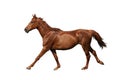 Brown horse galloping fast isolated on white Royalty Free Stock Photo