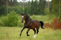 Brown horse galloping at the field