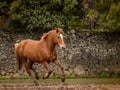 Brown horse galloping freely on paddock Royalty Free Stock Photo