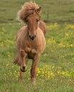 Brown horse galloping in a lush grassy meadow filled with vibrant yellow wildflowers.