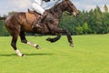A brown horse galloping over a field to play horse polo. Player attack. Royalty Free Stock Photo