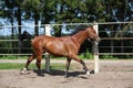 Brown horse galloping in the paddock Royalty Free Stock Photo