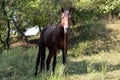 Brown horse in a gorge on the chain Royalty Free Stock Photo