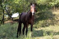 Brown horse in a gorge on the chain Royalty Free Stock Photo