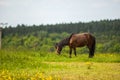 Brown horse in the grassland