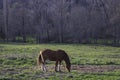 Brown horse in grassy field with front legs tied horizontally Royalty Free Stock Photo