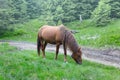 Horse graze on a mountain pasture