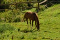 A brown horse grazes in a green meadow behind a fence. Horizontal photo of a horse grazing on a summer day Royalty Free Stock Photo