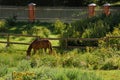 A brown horse grazes in a green meadow behind a fence. Horizontal photo of a horse grazing on a summer day. Royalty Free Stock Photo