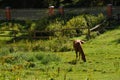 A brown horse grazes in a green meadow behind a fence. Horizontal photo of a horse grazing on a summer day. Royalty Free Stock Photo