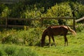 A brown horse grazes in a green meadow behind a fence. Horizontal photo of a horse grazing on a summer day Royalty Free Stock Photo