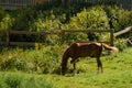 A brown horse grazes in a green meadow behind a fence. Horizontal photo of a horse grazing on a summer day Royalty Free Stock Photo