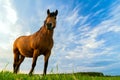 A brown horse grazes in a meadow against a blue sky Royalty Free Stock Photo