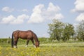 Brown horse grazes in meadow full of yellow flowers Royalty Free Stock Photo