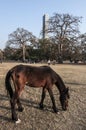 A brown horse grazing in a city ground in Kolkata.