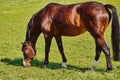 Brown horse grazing, color photo Royalty Free Stock Photo