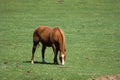 Brown horse grazing in field Royalty Free Stock Photo