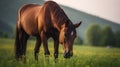 brown horse grazing on green grass in a field one generative AI