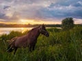 Brown horse grazing on a green grass field over sunset sky background. Rural scene with a stallion on pasture at sundown Royalty Free Stock Photo