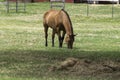 Brown horse grazing on green grass in pasture Royalty Free Stock Photo