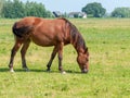 Free Stock Photo 6393 Lonely brown horse | freeimageslive