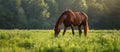 Brown Horse Grazing on Lush Green Field Royalty Free Stock Photo