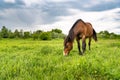 Brown horse grazing in a meadow, beautiful rural landscape with cloudy sky Royalty Free Stock Photo