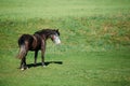 Brown Horse Grazing In Meadow With Green Grass In Summer Sunny D Royalty Free Stock Photo