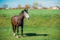 Brown Horse Grazing In Meadow With Green Grass In Summer Sunny D Royalty Free Stock Photo