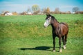 Brown Horse Grazing In Meadow With Green Grass In Summer Sunny D Royalty Free Stock Photo