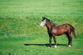 Brown Horse Grazing In Meadow With Green Grass In Summer Sunny D Royalty Free Stock Photo