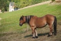 brown horse grazing in a meadow on little church ba Royalty Free Stock Photo