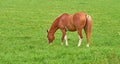 Brown horse grazing in a meadow near the countryside with copyspace. One pony eating grass on an open field with fresh Royalty Free Stock Photo