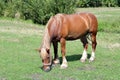 Brown horse Royalty Free Stock Photo