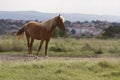 Brown horse grazing in a meadow at summer day.