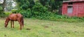 Brown horse grazing in meadows green grass field near a farmhouse